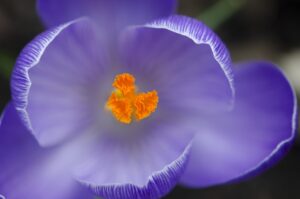 Herbs and Spices for Healing. 3 crocus 2199409 1920
