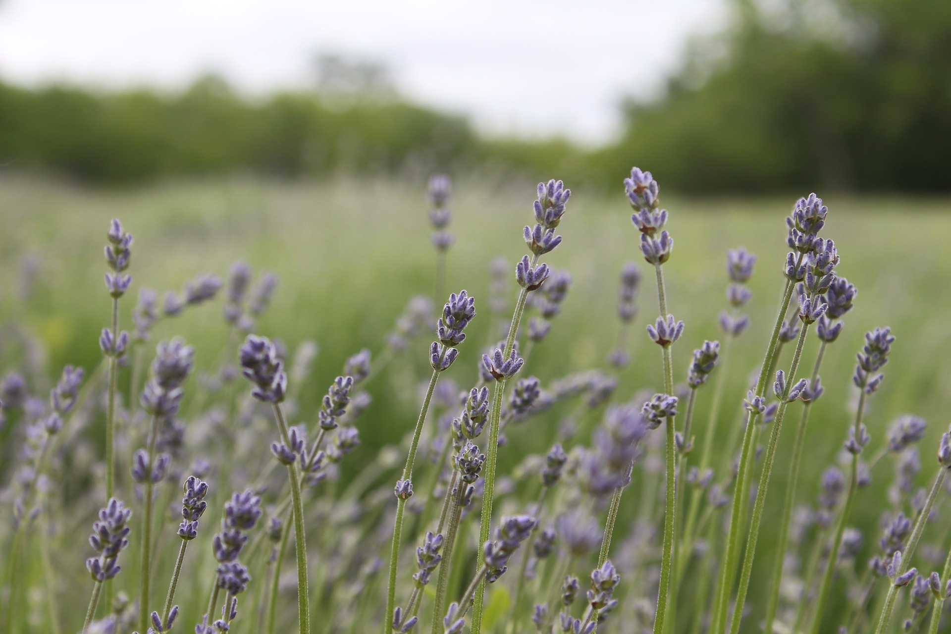 lavender flowers in field