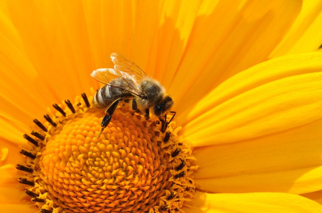 Royal Jelly and Bee Pollen- Superfoods 4 bee pollenating flower