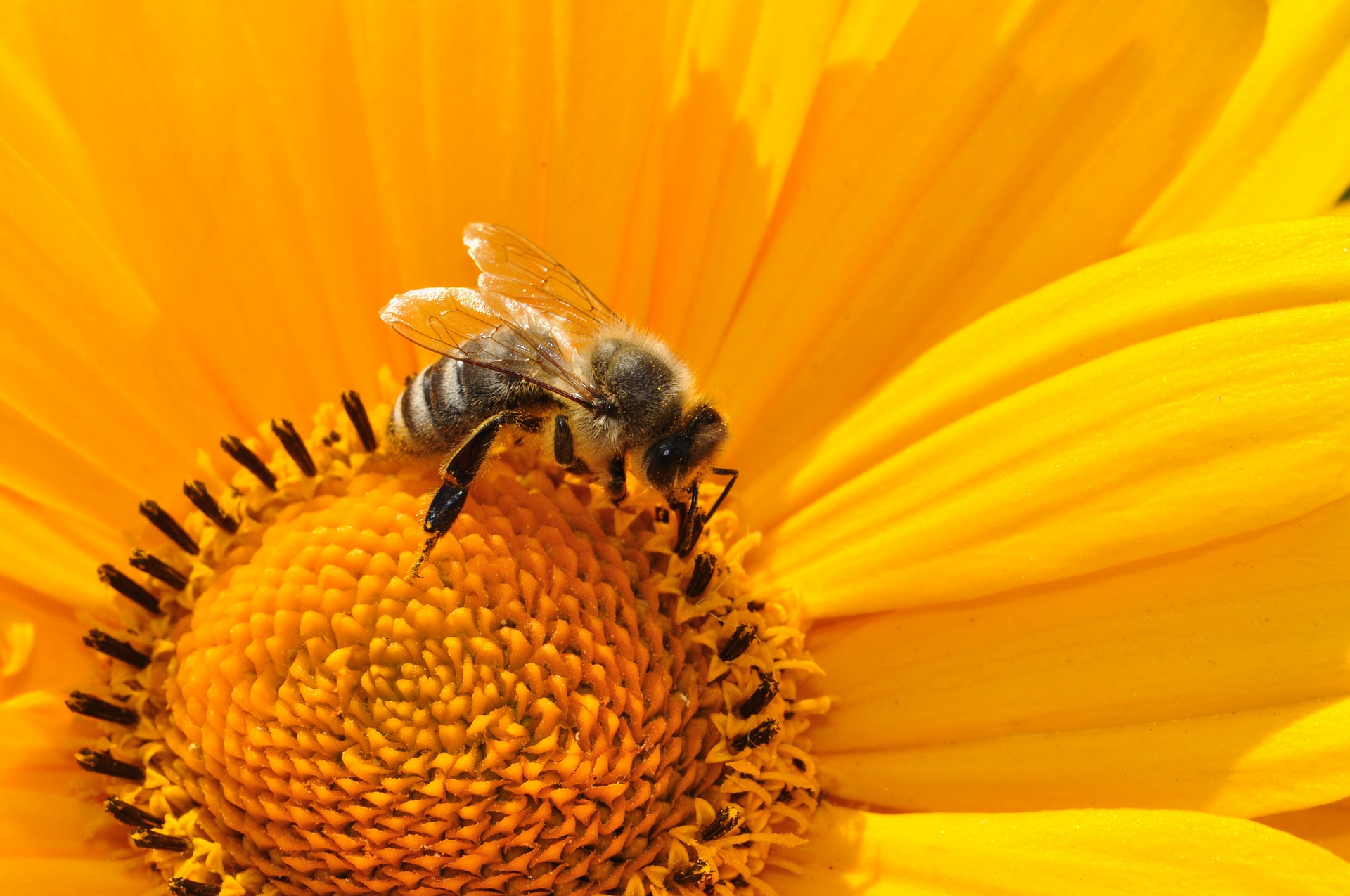 bee pollenating flower