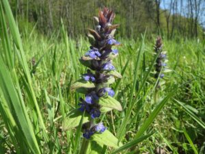 ajuga reptans 855373 1920 Herbal medicine,natural remedies for menopause,acne solutions natural,Australia