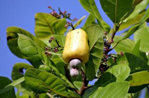 cashew nuts 322556 1920 Herbal medicine,natural remedies for menopause,acne solutions natural,Australia