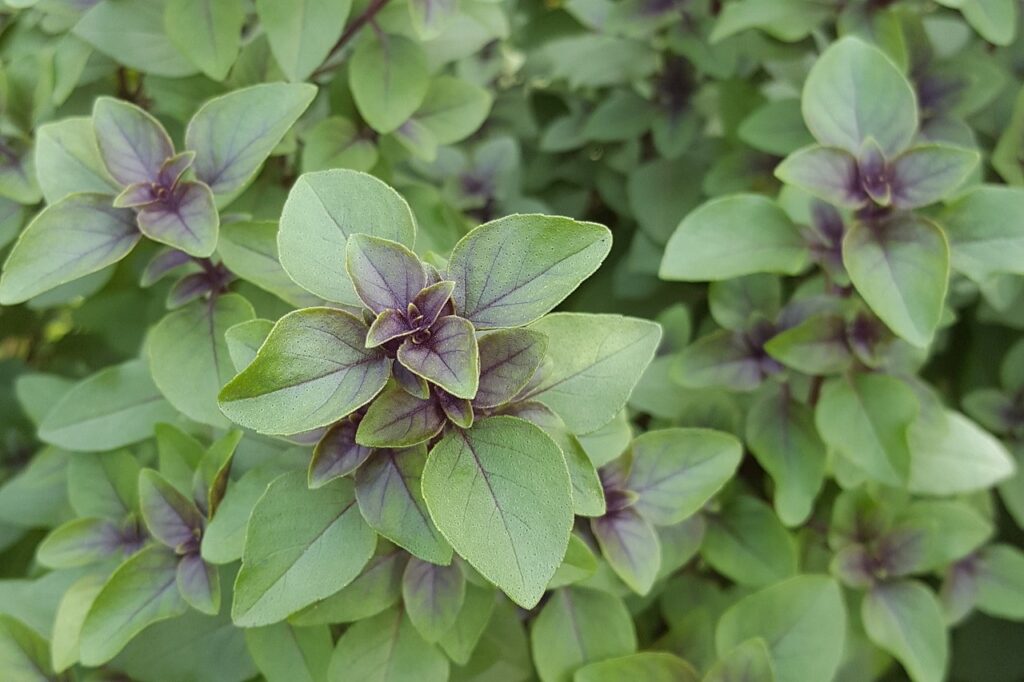Holy basil (Tulsi)- What does it assist with? 7 tulsi menopause relief