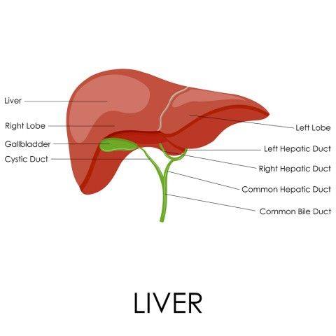 Liver pic Herbal medicine,natural remedies for menopause,acne solutions natural,Australia