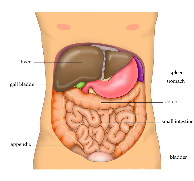 liver body Herbal medicine,natural remedies for menopause,acne solutions natural,Australia