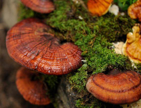 reishi mushies Herbal medicine,natural remedies for menopause,acne solutions natural,Australia