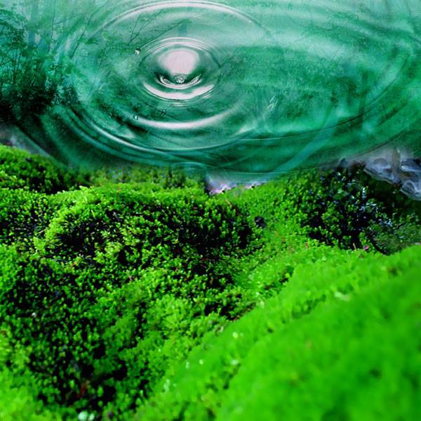 chlorella Herbal medicine,natural remedies for menopause,acne solutions natural,Australia