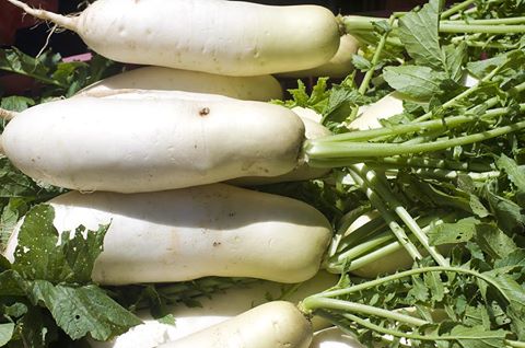 daikon Herbal medicine,natural remedies for menopause,acne solutions natural,Australia