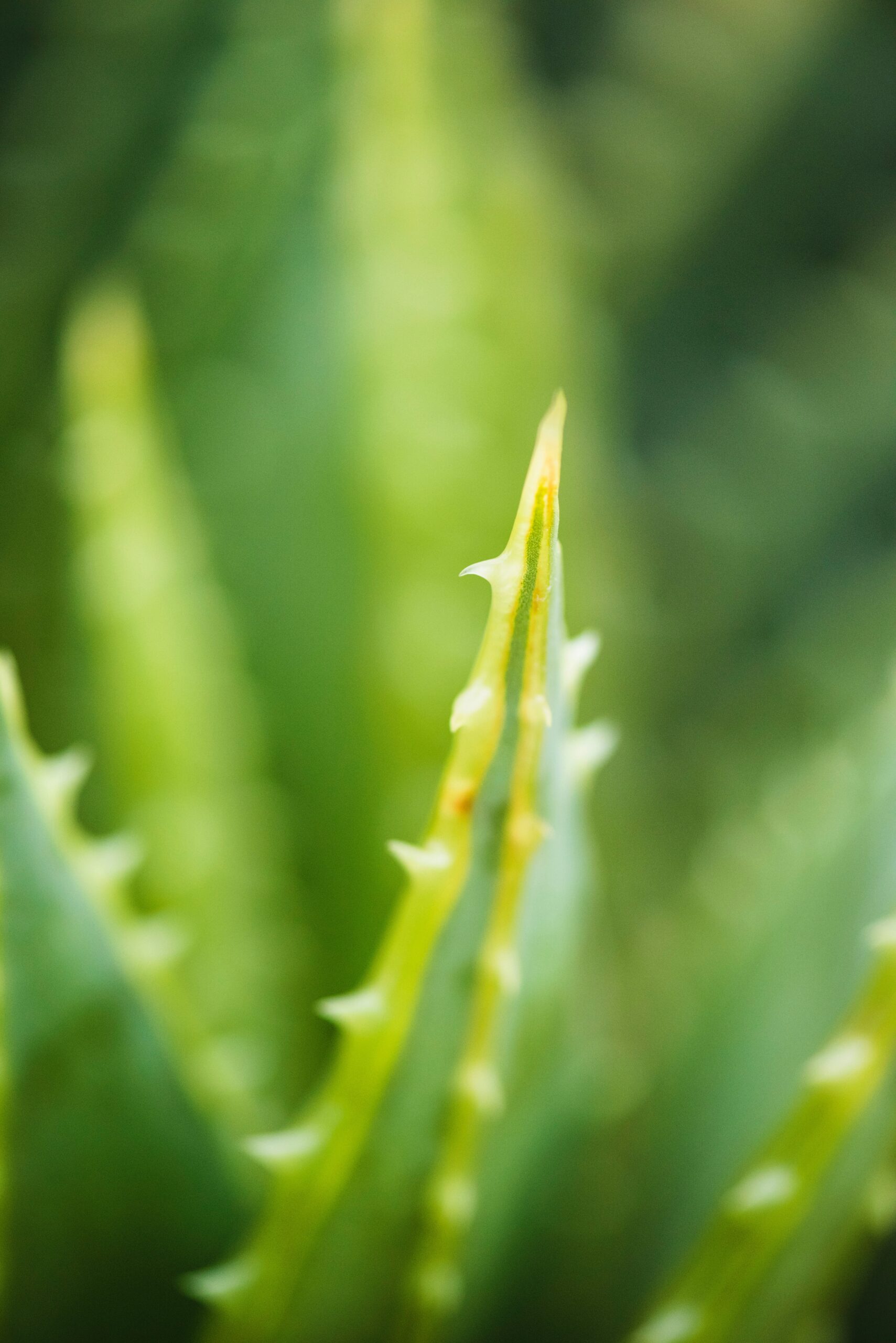 aloe vera blur cactus 548395 scaled Herbal medicine,natural remedies for menopause,acne solutions natural,Australia
