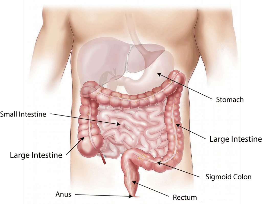 Bloating- SIBO could be the problem. 12 abdomen 1698565 1920