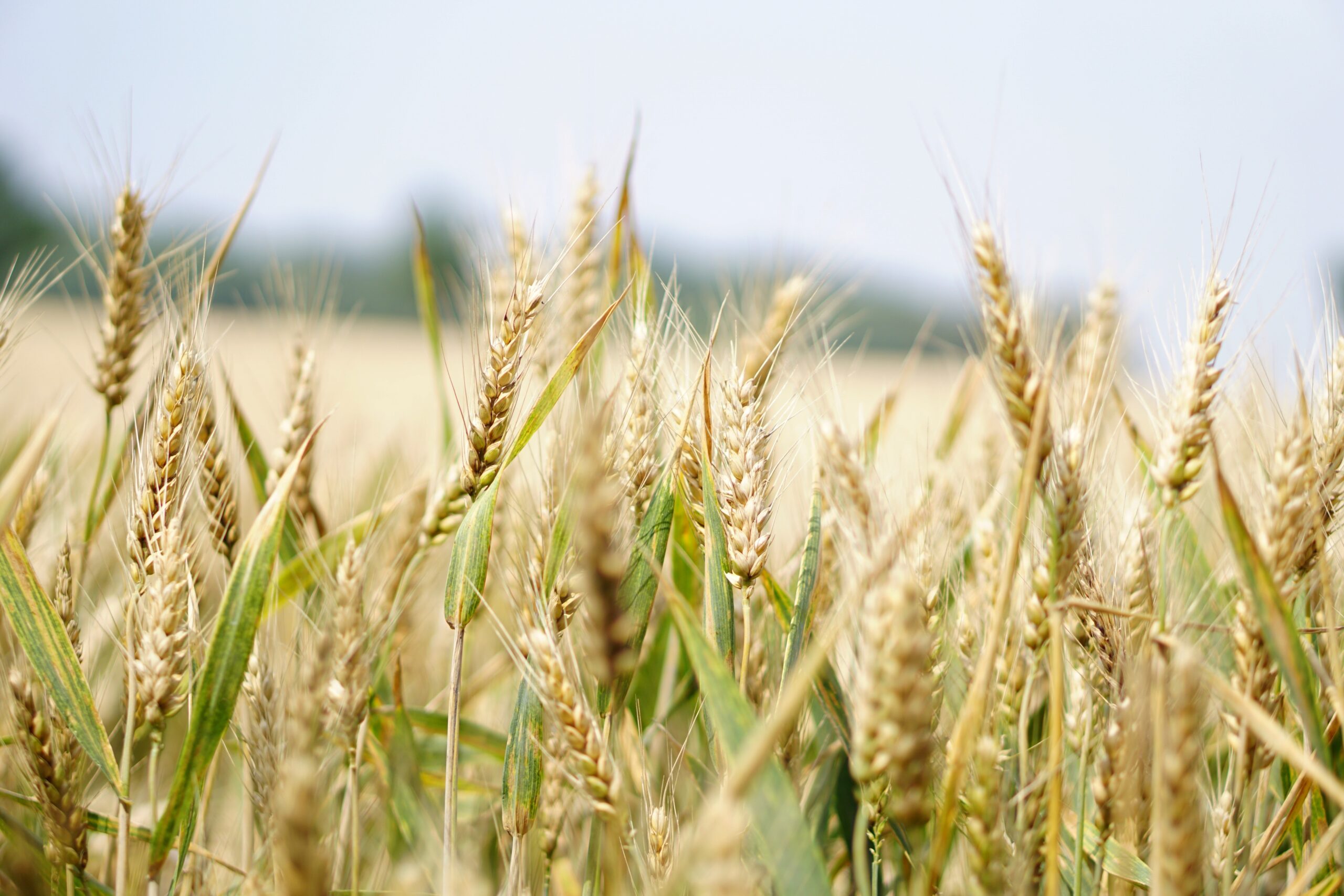 agriculture arable barley 265216 scaled Herbal medicine,natural remedies for menopause,acne solutions natural,Australia