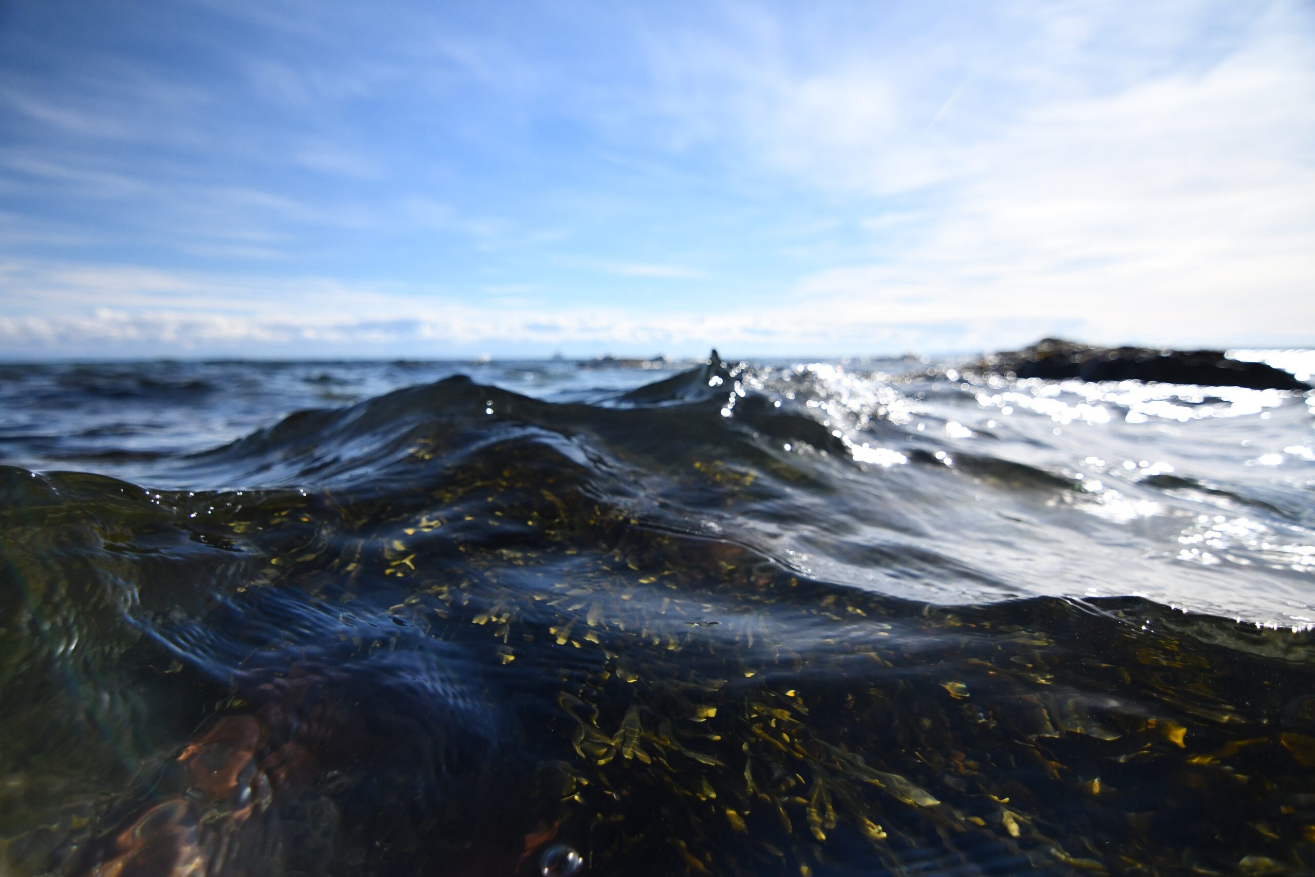 aquatic plants ocean sea 1234457 scaled Herbal medicine,natural remedies for menopause,acne solutions natural,Australia