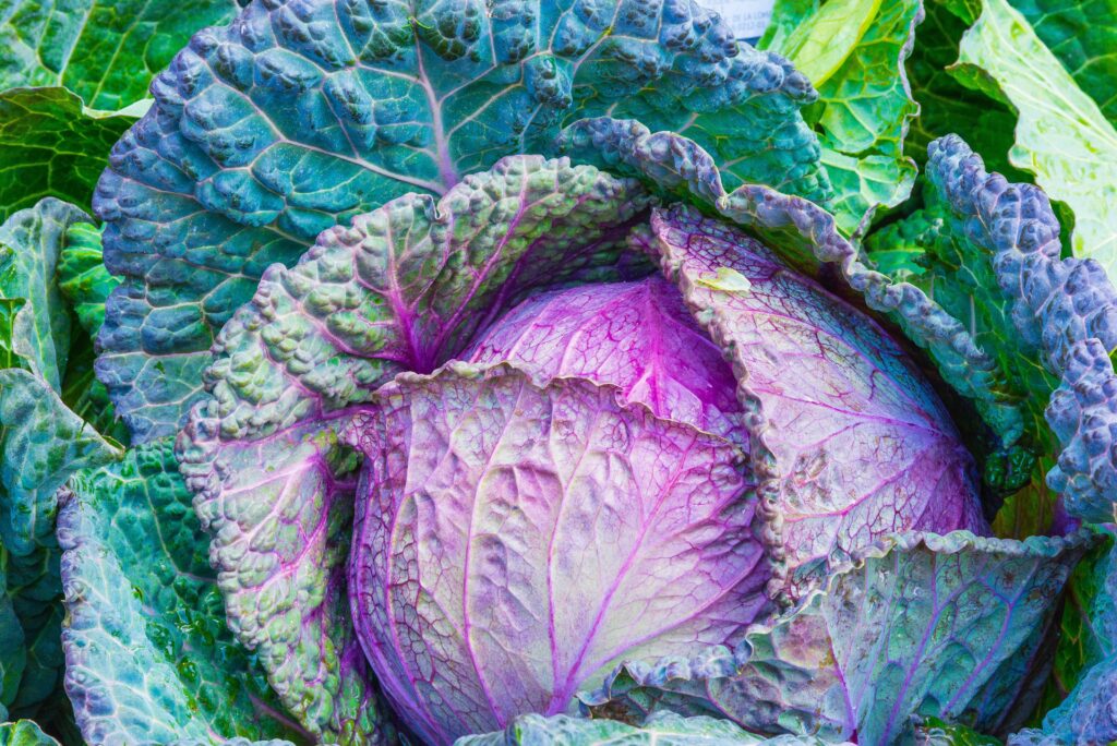Cleanse: 3 FOODS TO INCLUDE FOR A HEALTHIER GUT. 7 cabbage food green 33315