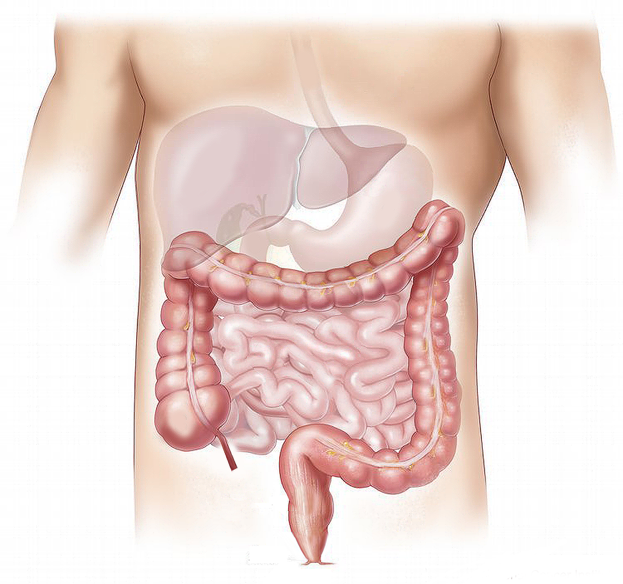 offal 1463369 1280 Herbal medicine,natural remedies for menopause,acne solutions natural,Australia