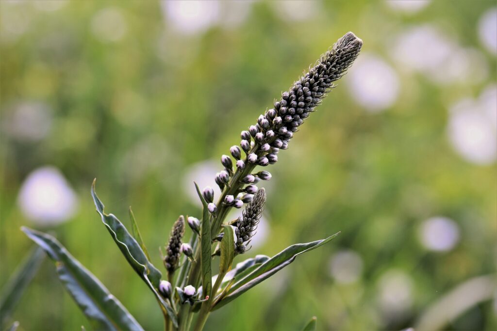 Herbal Medicine to use - Black Cohosh- women's health 8 black cohosh 2385965 1920