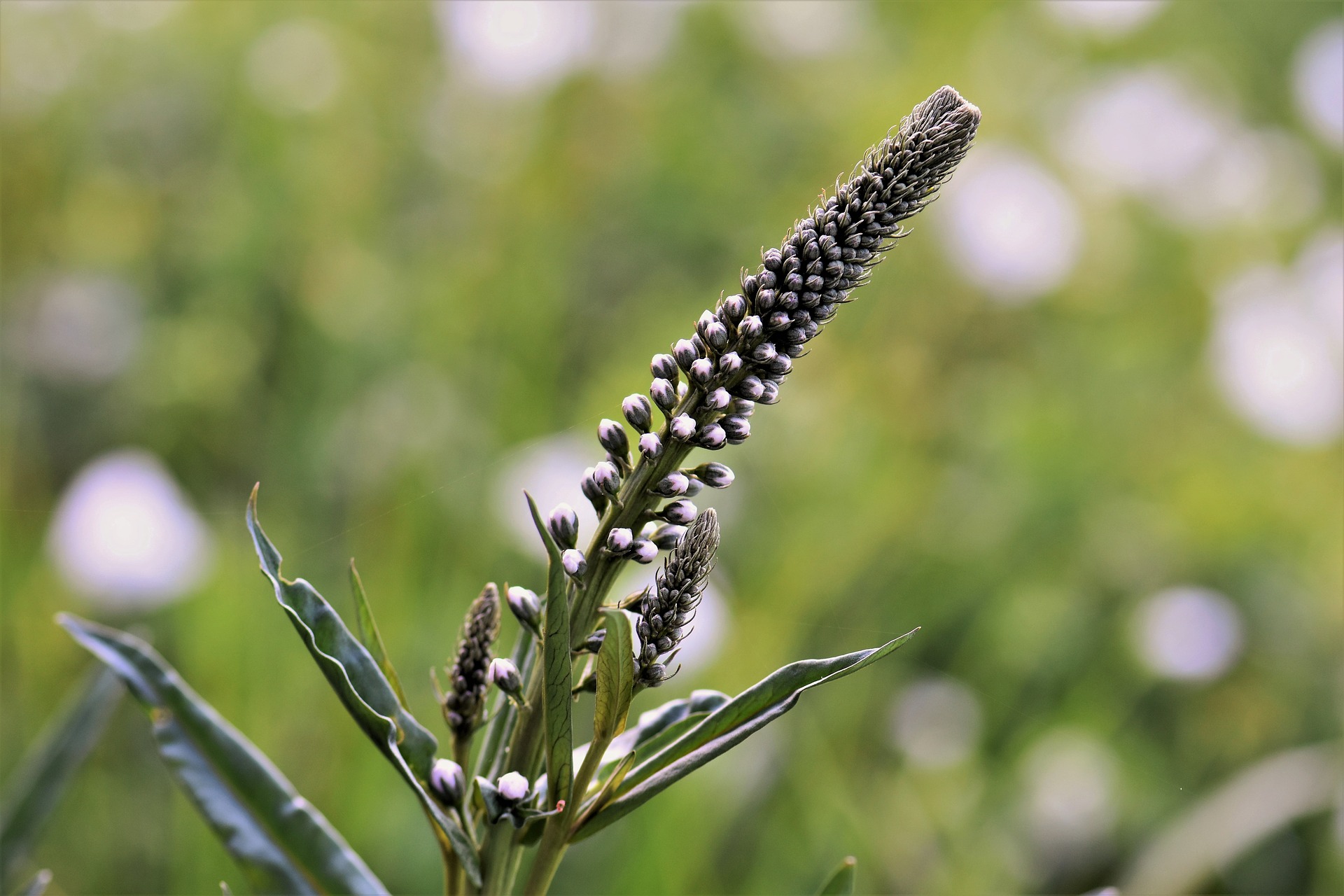 black cohosh 2385965 1920 Herbal medicine,natural remedies for menopause,acne solutions natural,Australia