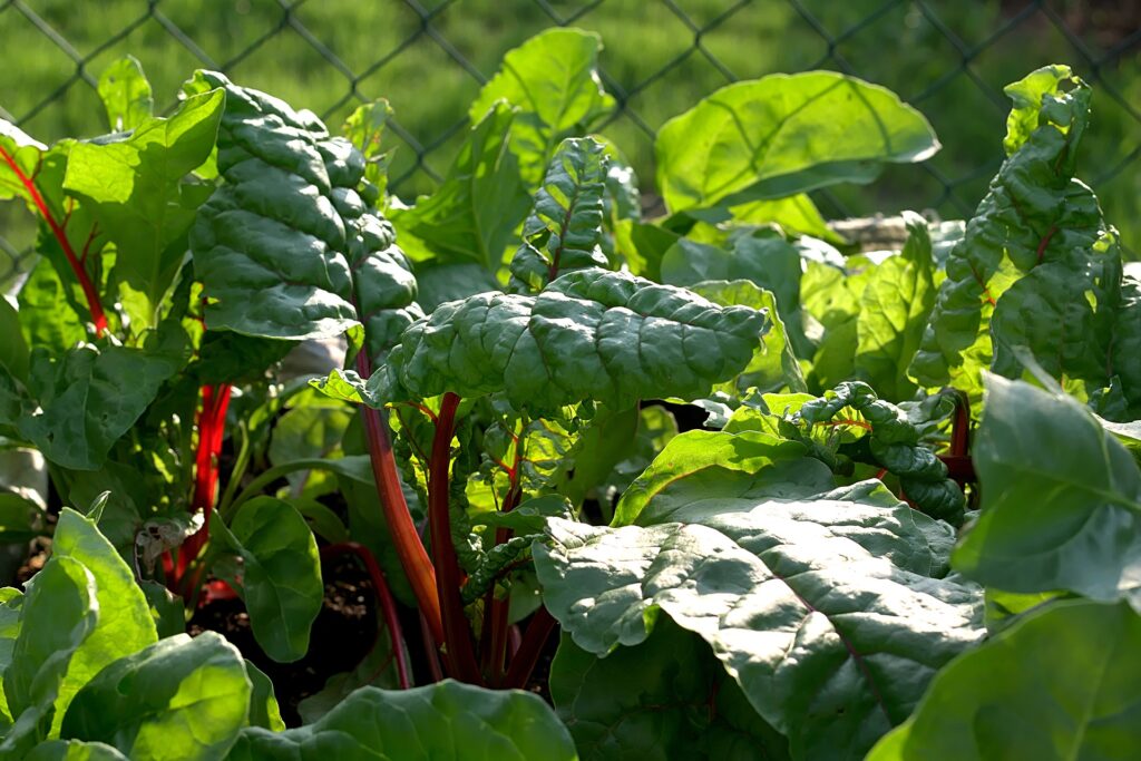 Spinach is full of magnesium- good for PMT 12 chard growing