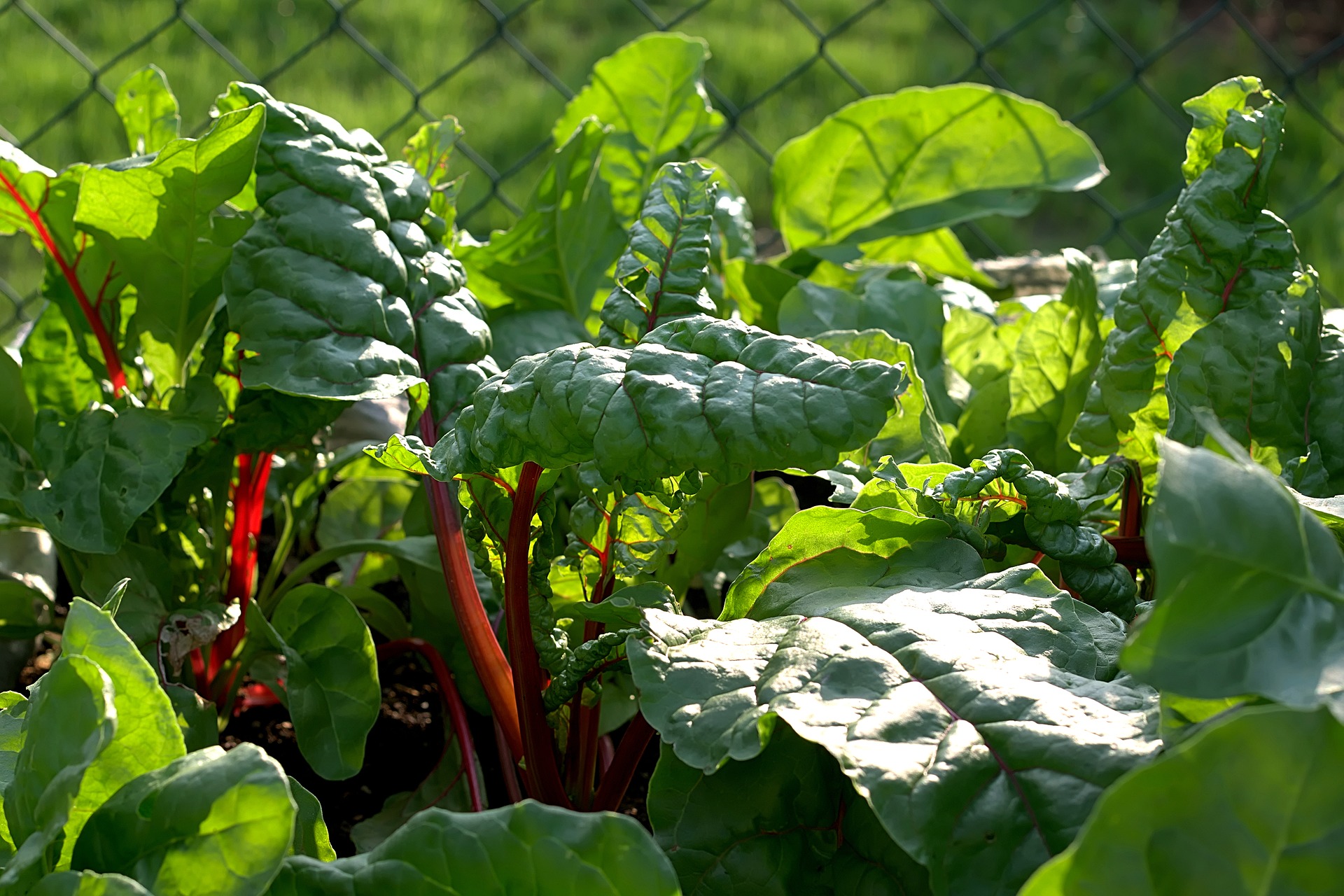 chard growing
