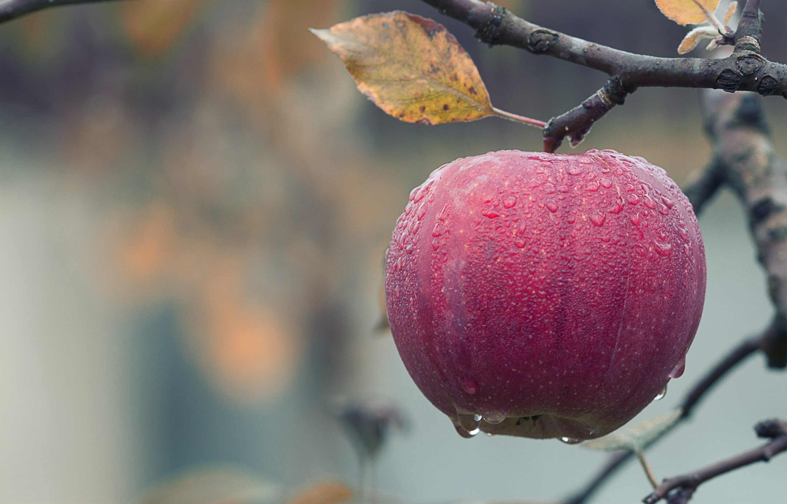 agriculture apple blur 257840 scaled Herbal medicine,natural remedies for menopause,acne solutions natural,Australia