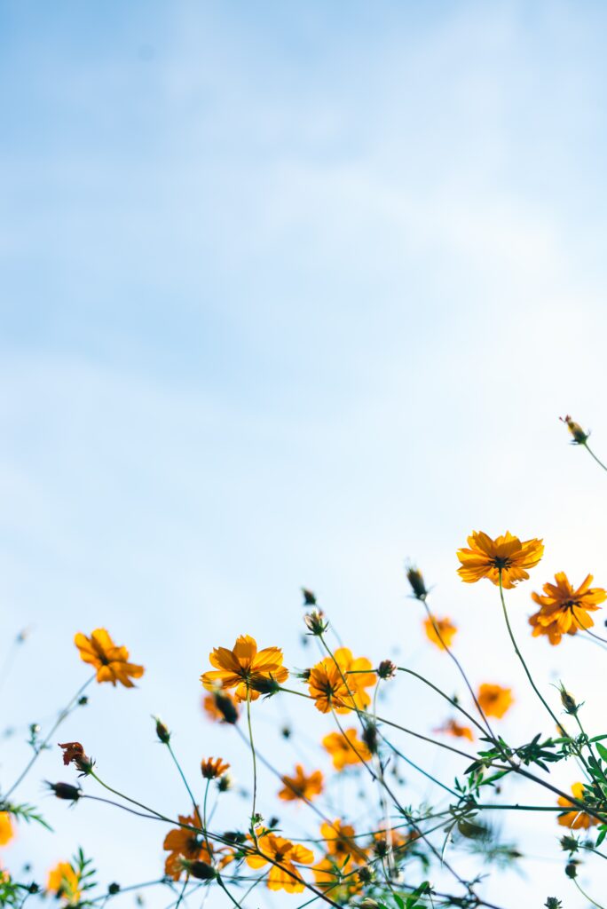 Lifestyle factors to adopt in this season of renewal 5 yellow flowers in the wind
