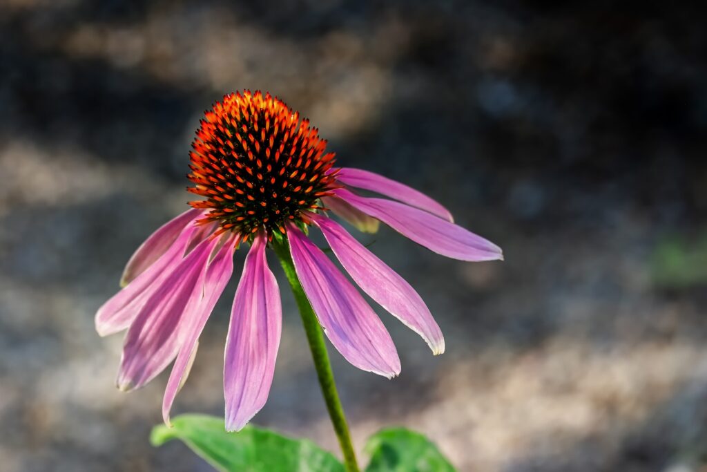 Herbal Medicine to include- for immunity 13 coneflower
