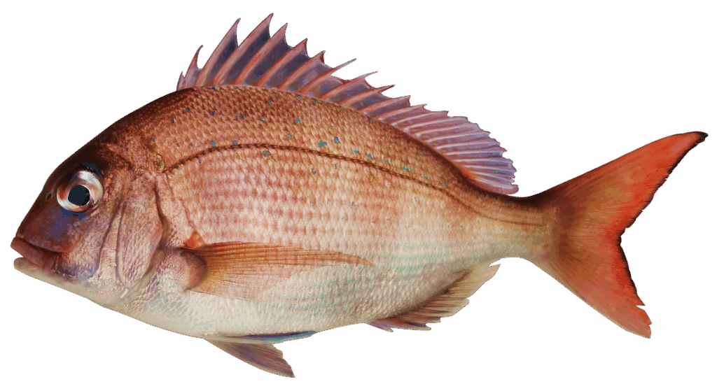Seafood Sustainability 3 fish