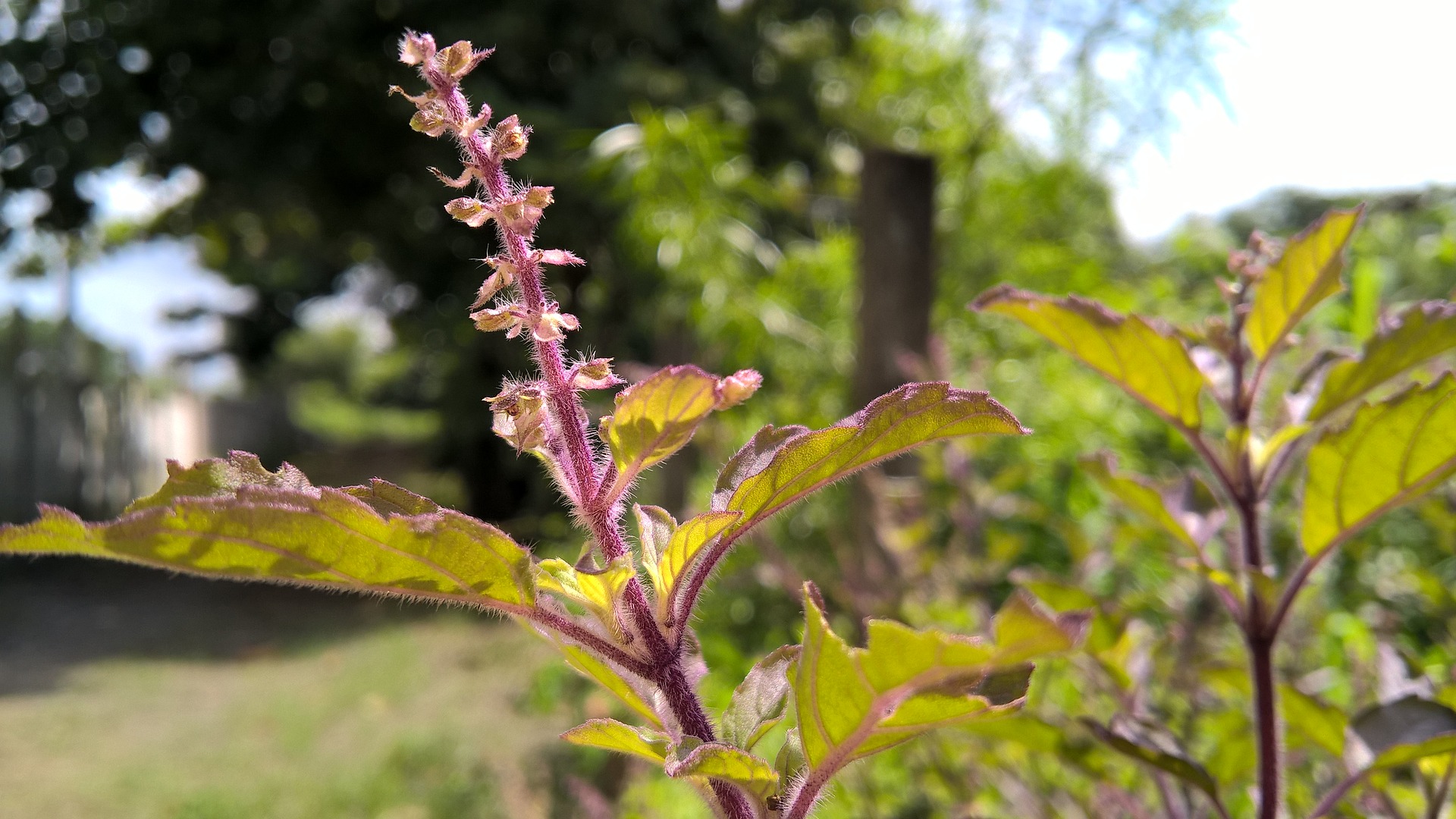 garden herbs trees