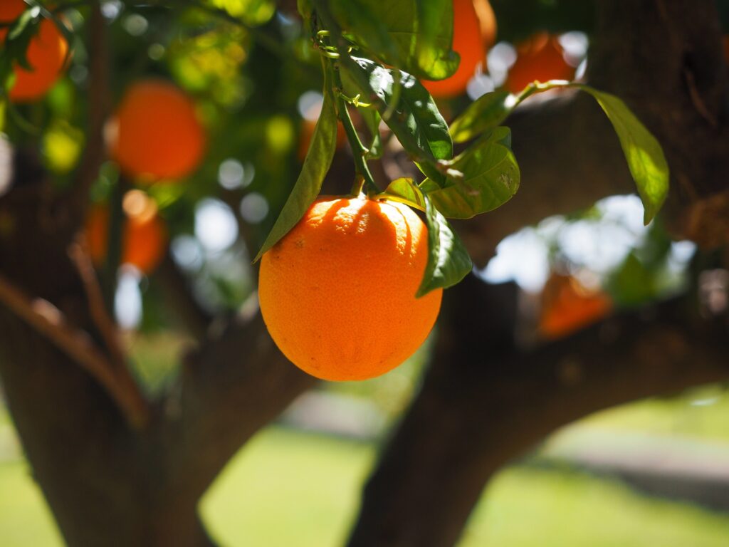 Vitamin C foods 22 orange growing on tree