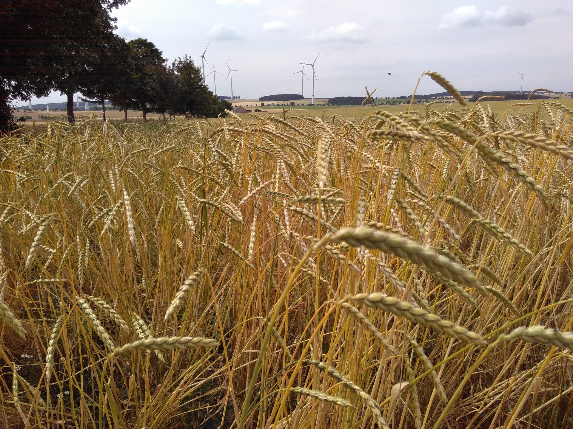 spelt crop field
