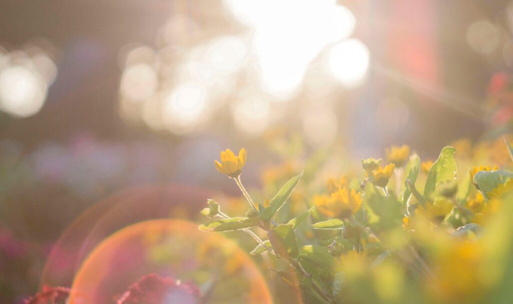 Preventing Osteoporosis - using 'Food as Medicine', and a bit of sunshine. 8 flowers field macro