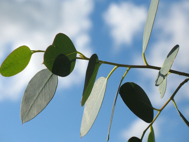 leaves close up blue sky