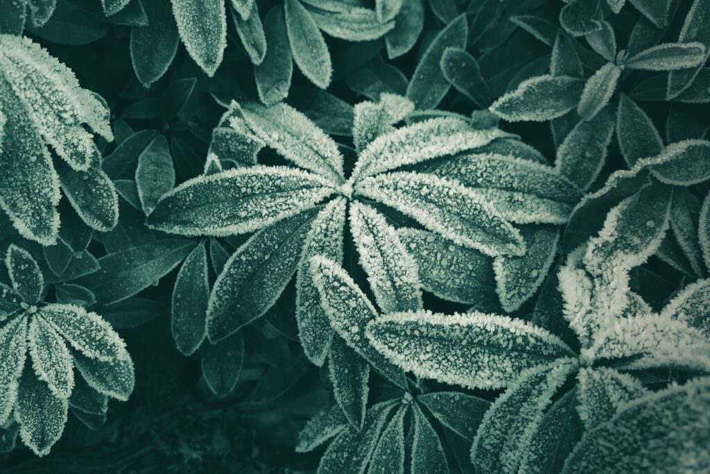 Winter 1 oscar-sutton green plant leaves