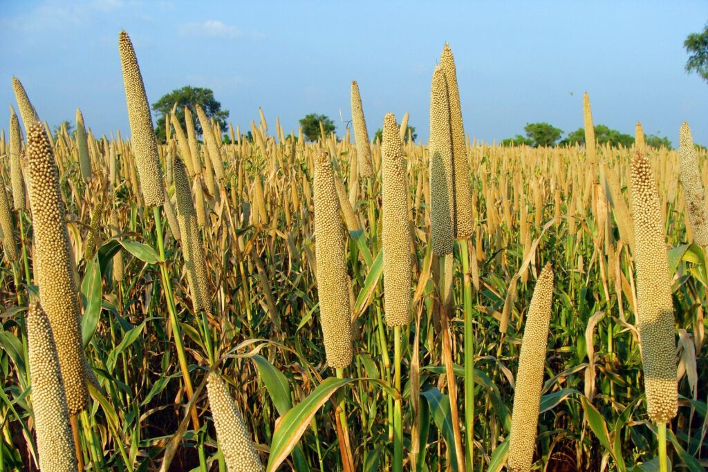 Millet Week: 14 reasons to include it in your diet. 1 pearl millet field blue skies