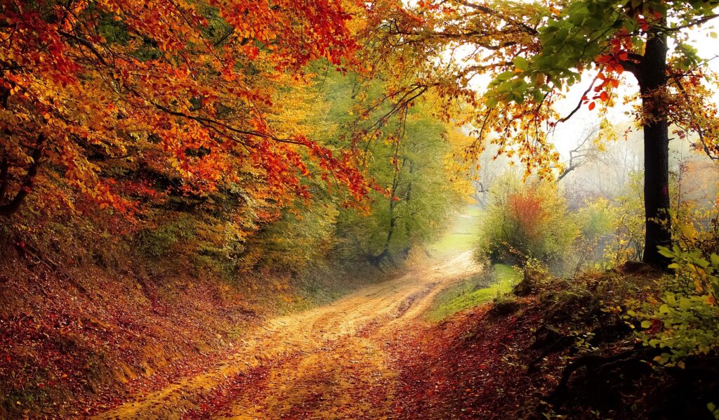 Autumn 15 autumn road countryside