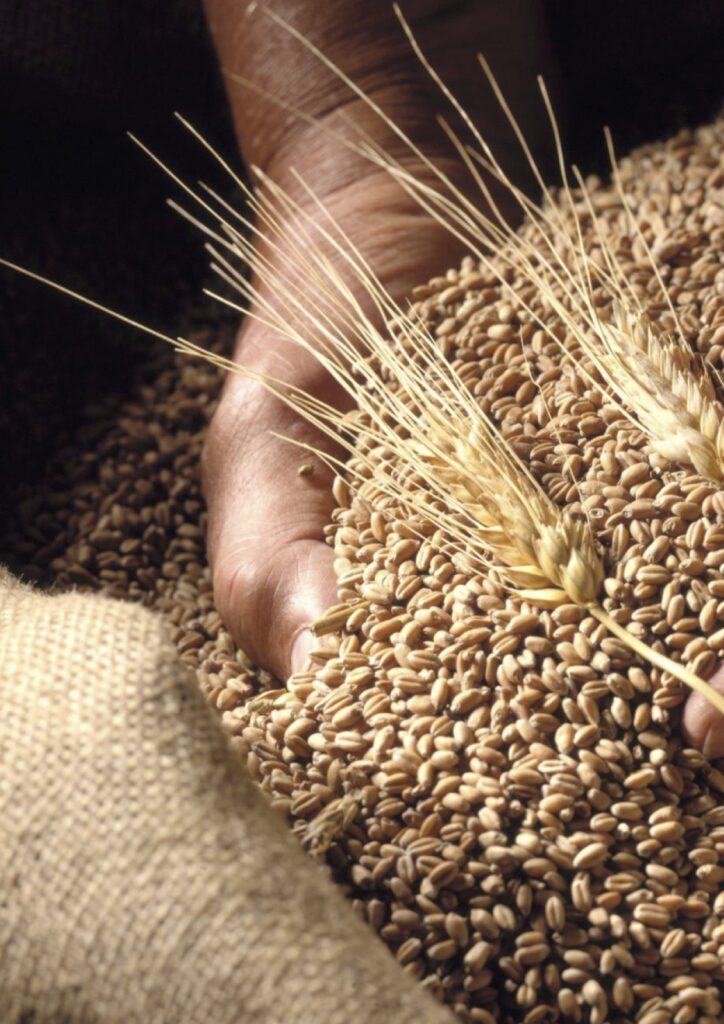 untitledwheat